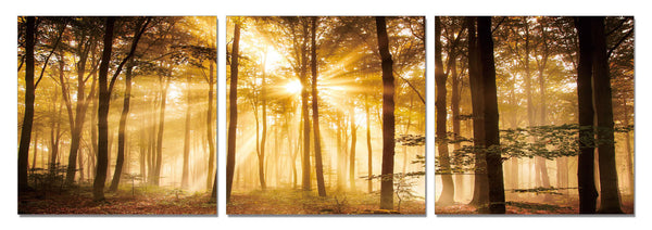 Forest Sunlight Reflection - California Wall Art
