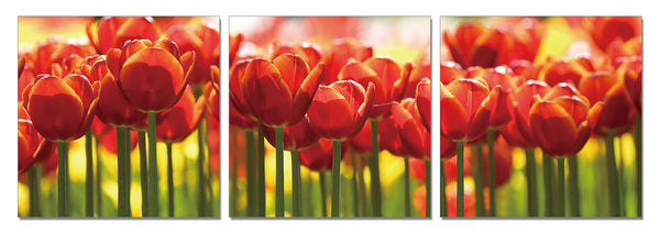 Tulips - California Wall Art

